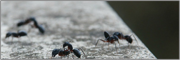 مقالات - صدای مورچه بلندتر از انسان