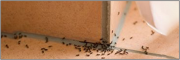 مقالات - نقطه ضعف مورچه ها برعلیهشان